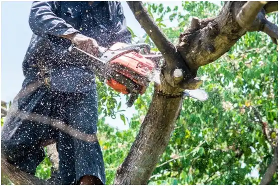 tree services Cecil